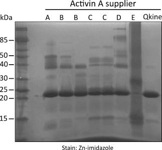 Homogeneity Zn imi SDS PAGE