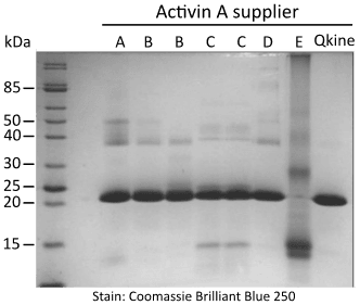 Homogeneity coomassie SDS PAGEv2