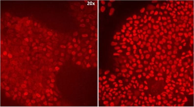Implementing animal-free recombinant proteins into stem cell supply chains image