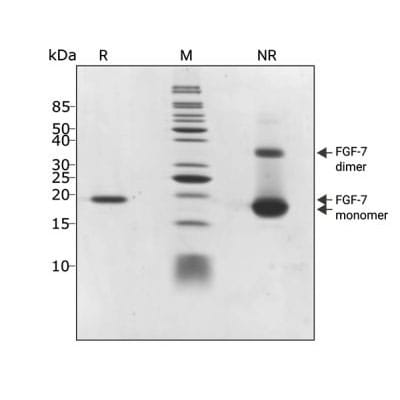Qk046 purity