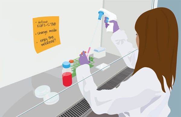 FGF 2-G3 (FGF2-STAB) for weekend-free stem cell culture