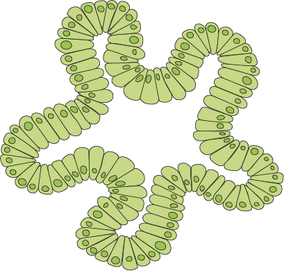organoid reagents available through Japanese distributor MBL