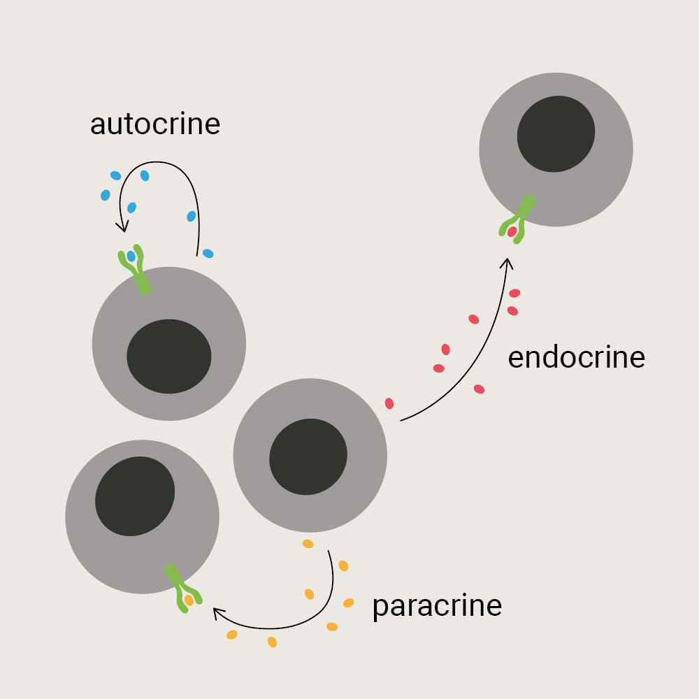 Autocrine 1