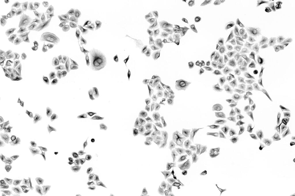The transformative power of hematopoietic stem cells in medicine image