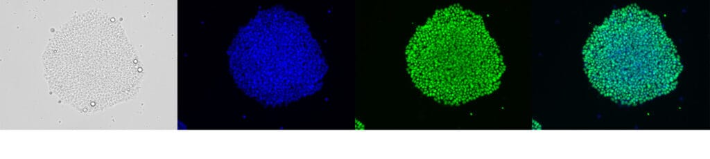 Qkine-StemCultures-iPSC-FGF2-145aa-SOX2-Hoechst