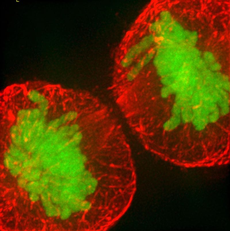 Red and green fluorescent cell image