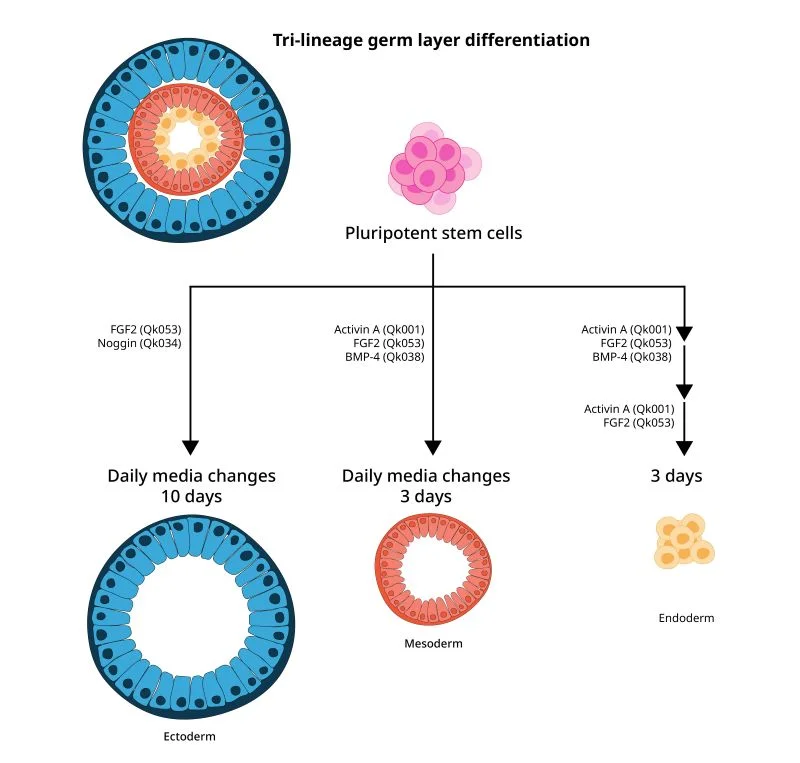 tri-lineage-graphic-v1.2-sq