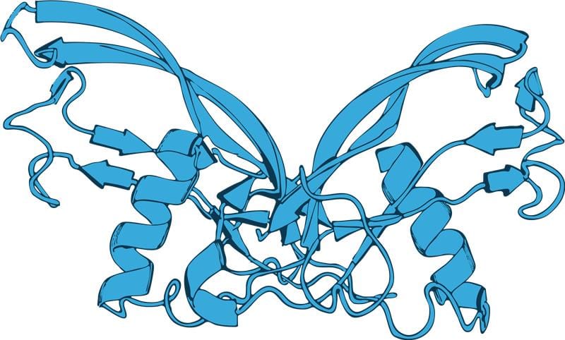 Activin A protein