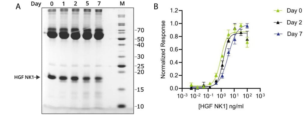 HGF