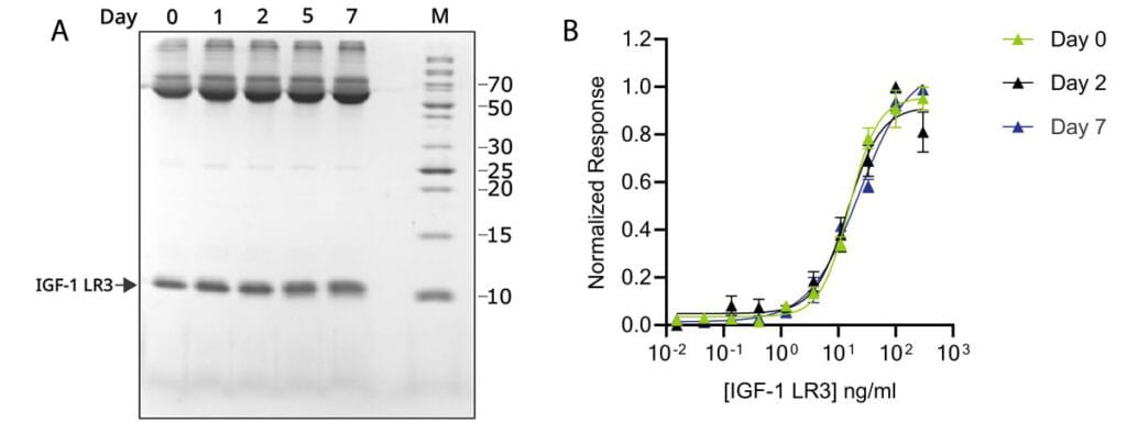 IGF 1 LR3