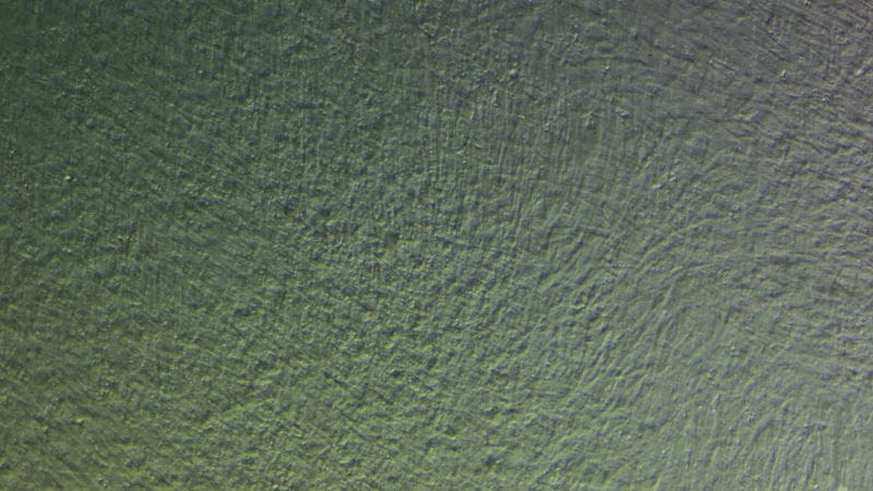 Sable muscle 100ng TGF B2 100X 800 2