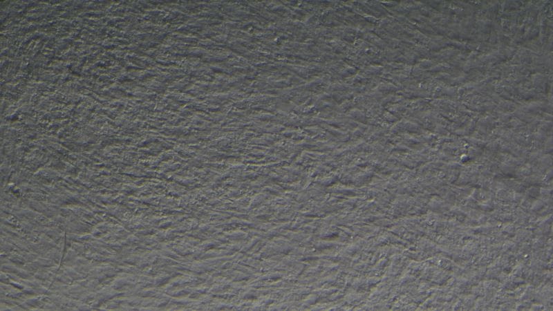 Sable muscle 10ng TGF B2 100X 800 2