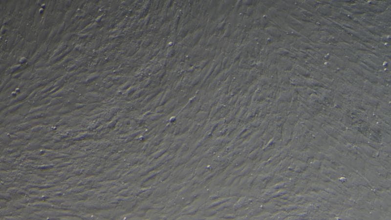 Sable muscle control 100X 800 2