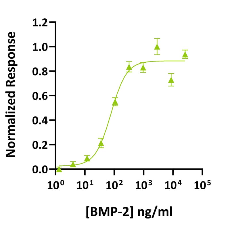 BMP2 bioactivity