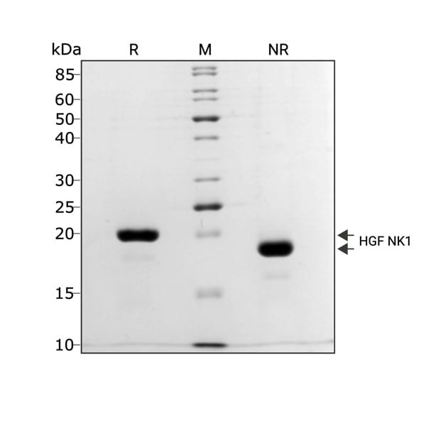 Bovine HGF NK1 protein purity lot 104408