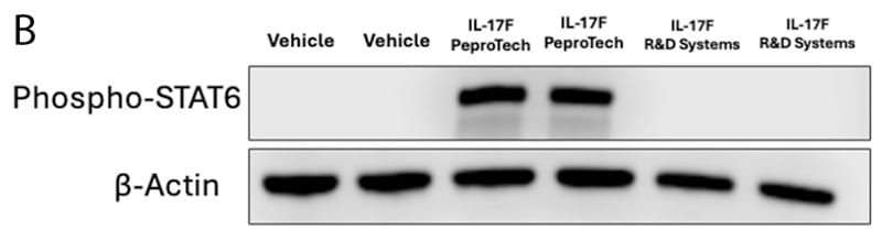 Figure 2B