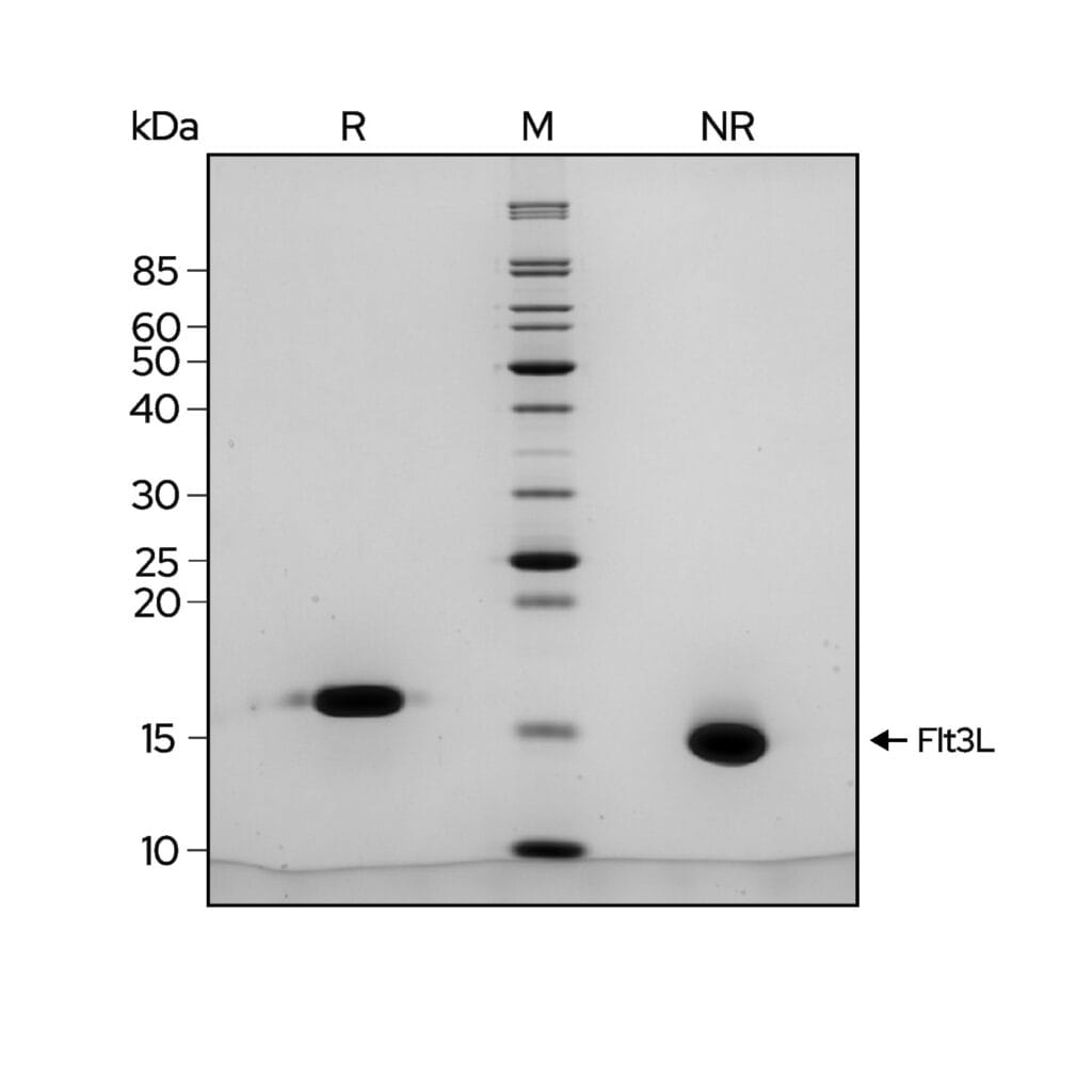 Flt3L gel image