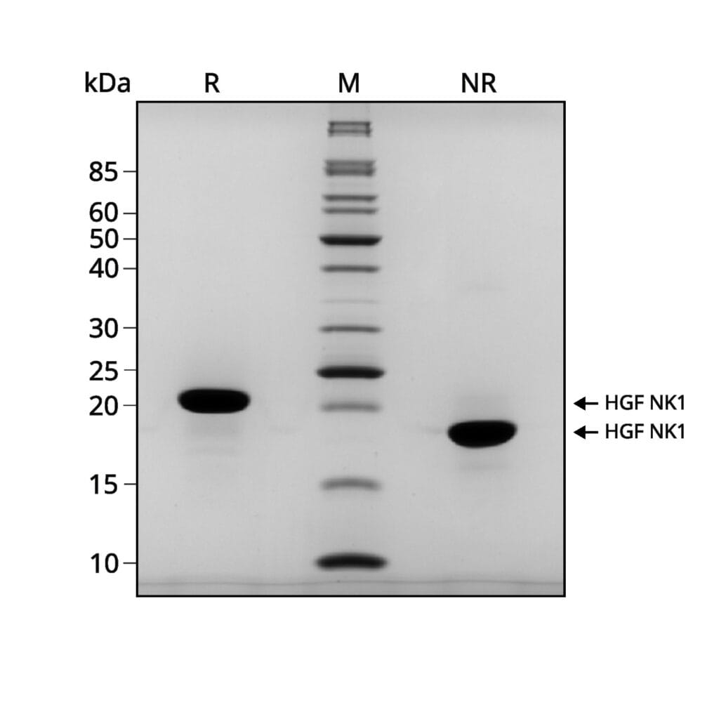 HGF correct gel