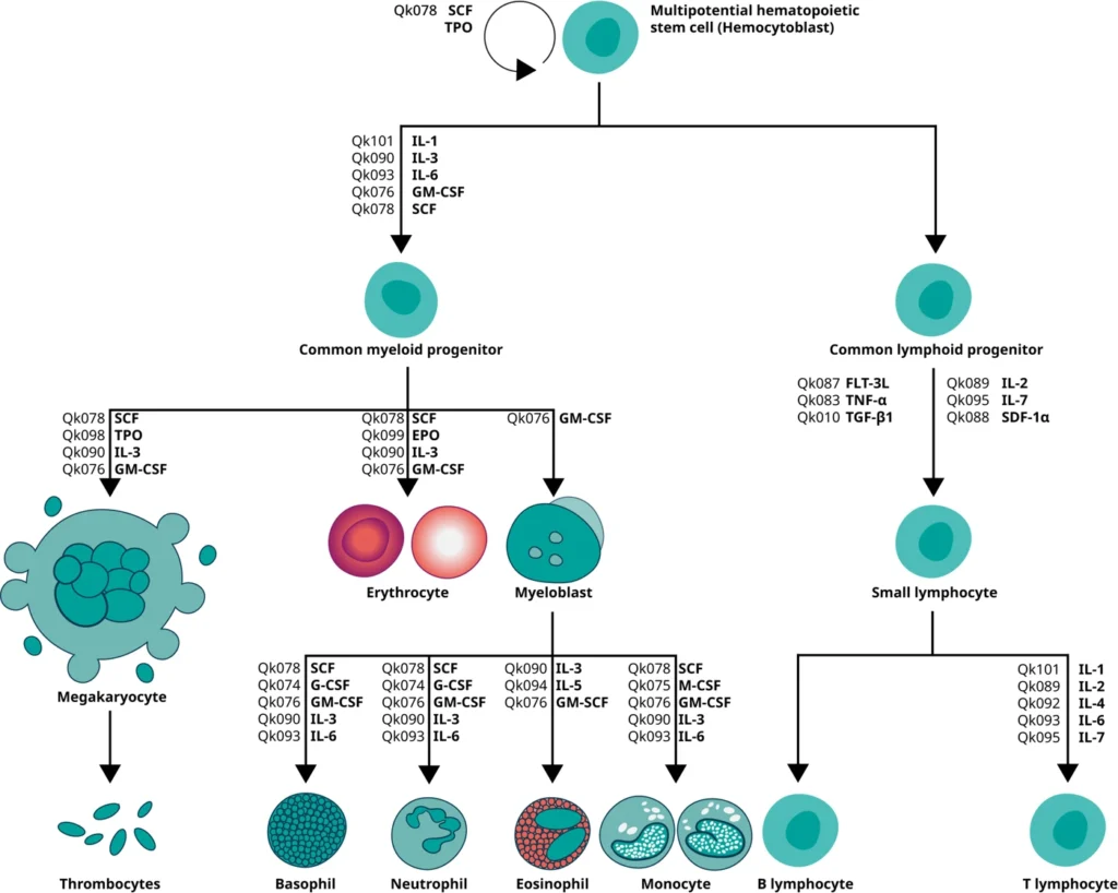 Hematopoiesis graphic final