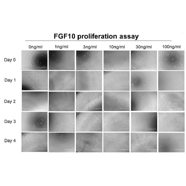 Human FGF 10 Qk003 bioactivity proliferation morphology lot010