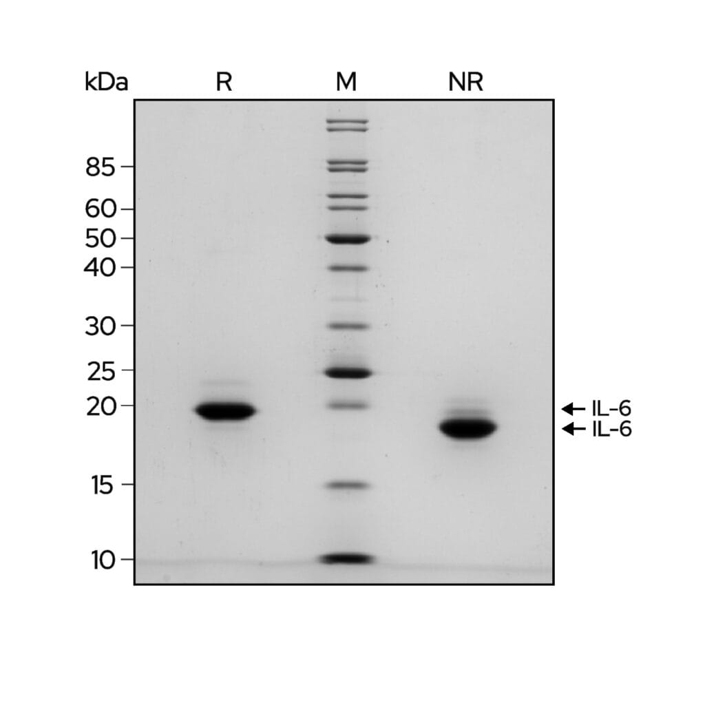 IL 6 Gel