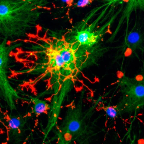 Neural header 500 500