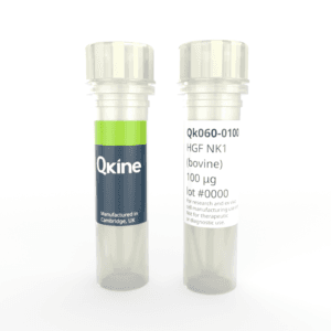 Recombinant bovine HGF NK1 protein (Qk060) image