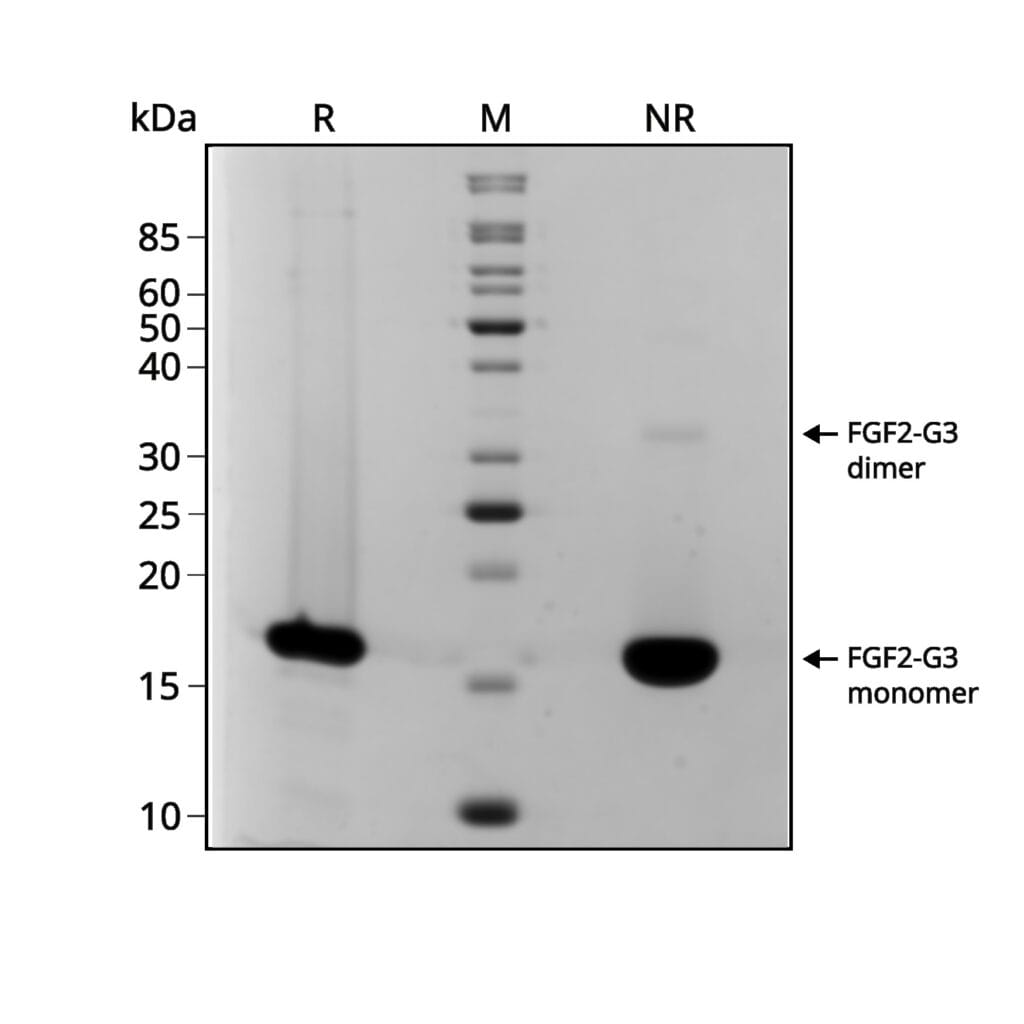 Qk080 bpFGF2 G3 145aa Gel