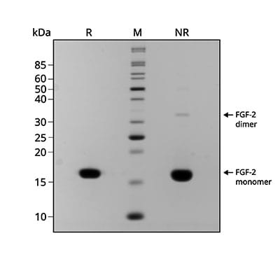 Qk102 sFGF2 145aa Gel webres