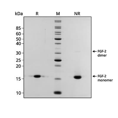 Qk106 eFGF2 145aa Gel 400x400 1