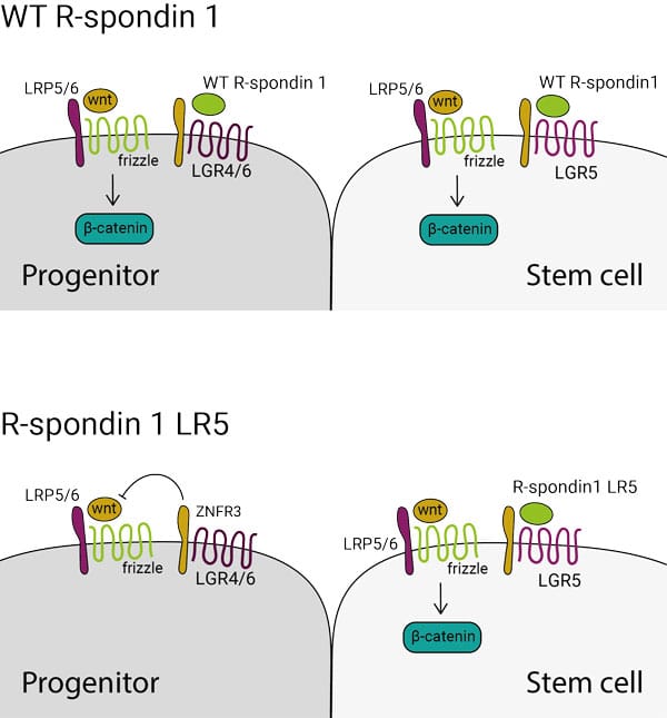 R-spondin1-LR5-schematic