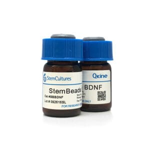 StemBeads® Qkine BDNF image
