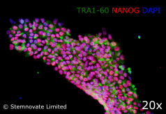 Stemnovate fig 2