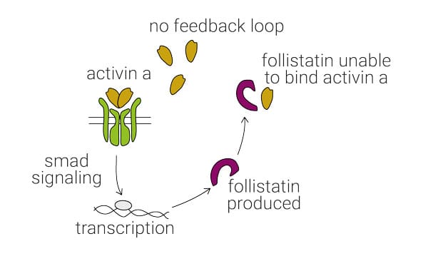 frActA-loop