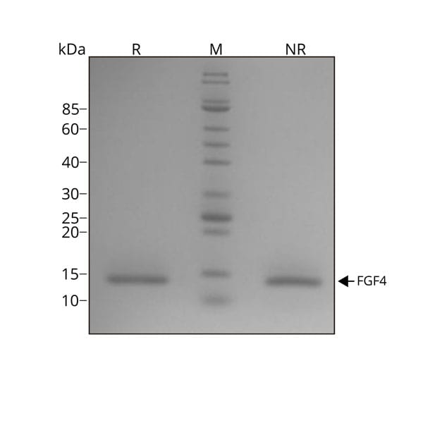 Human FGF 4 Qk004 protein purity lot 010 1