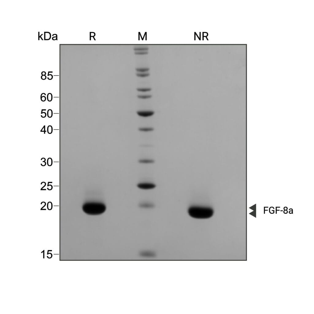 Human mouse FGF 8a Qk059 protein purity lot 104406
