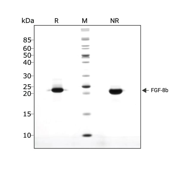 Human mouse FGF 8b Qk057 protein purity lot