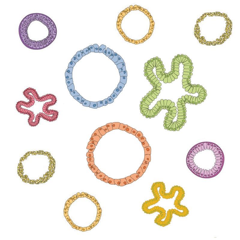 organoids-mix