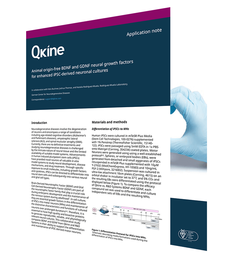 Animal origin-free BDNF and GDNF neural growth factors for enhanced iPSC-derived neuronal cultures image
