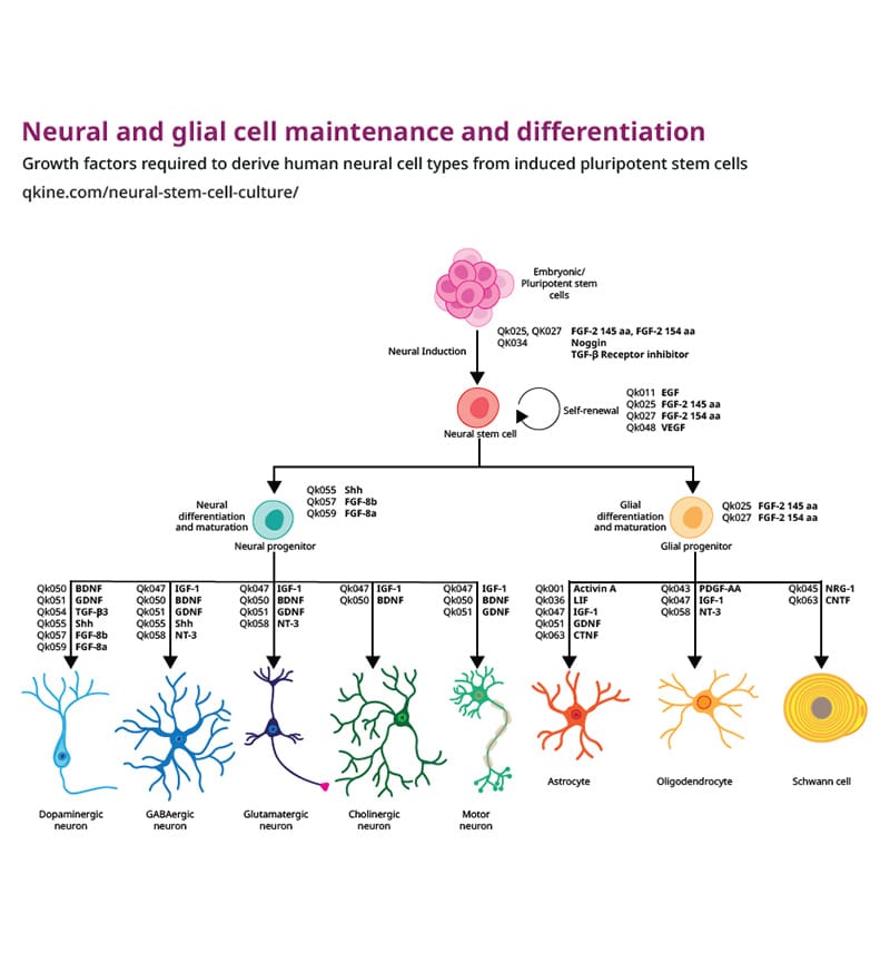Neural and Glial Diff