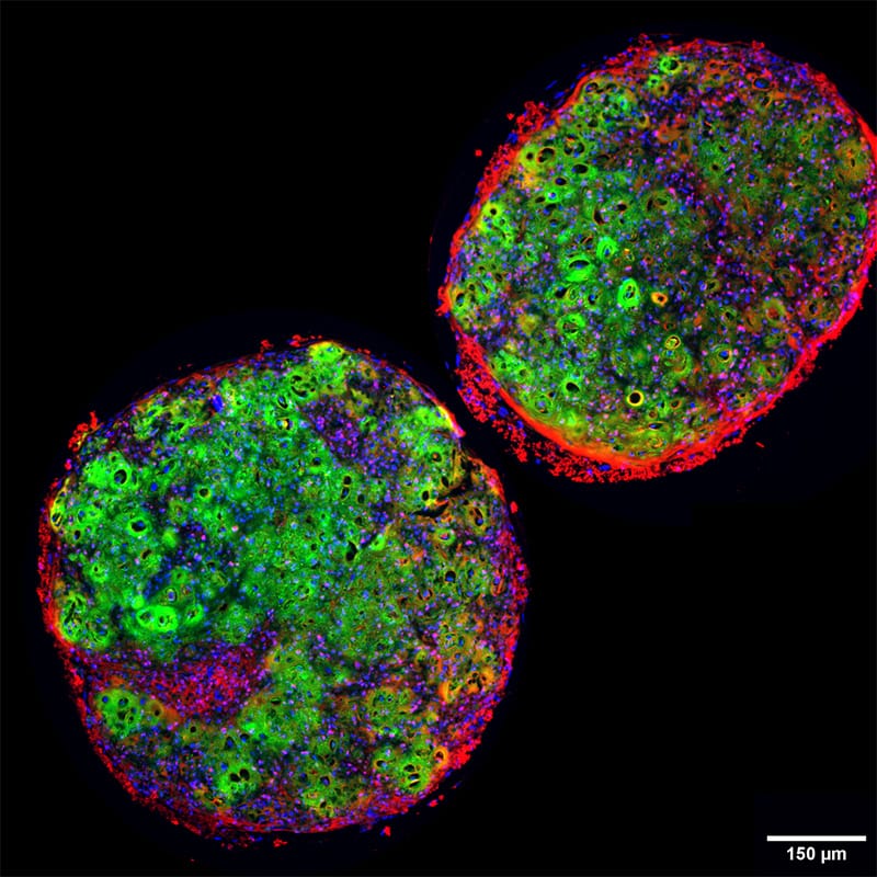 Recombinant human TGF-β1 PLUS™ protein (Qk010) image