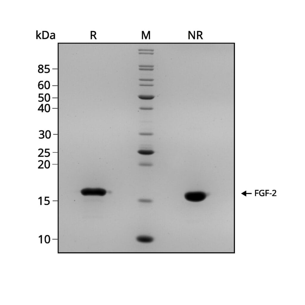 Qk030 cFGF2 Gel