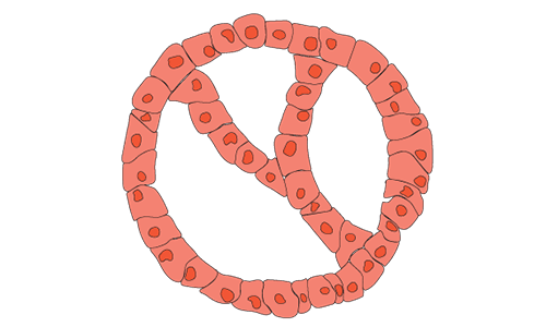Cardiac organoid category web image