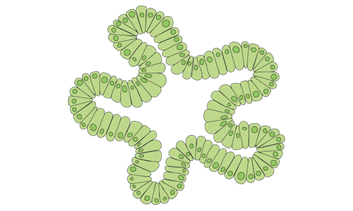Intestinal organoid category web image