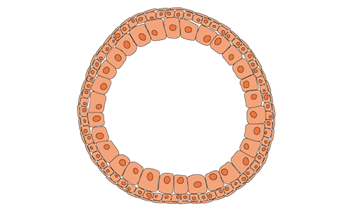 Lung organoid category web image