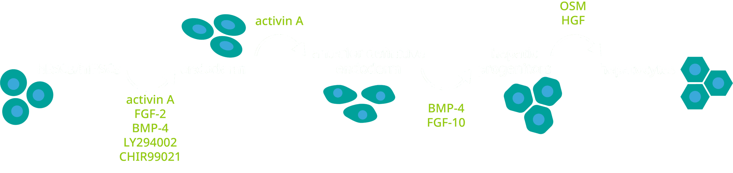 hepatocyte differentiation diagram v1.1
