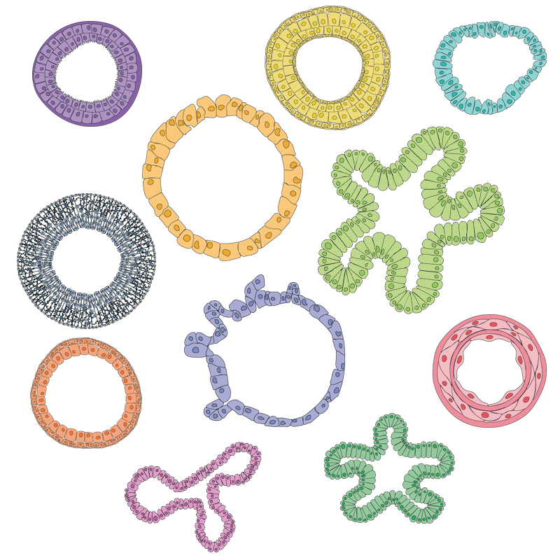 organoids-mix