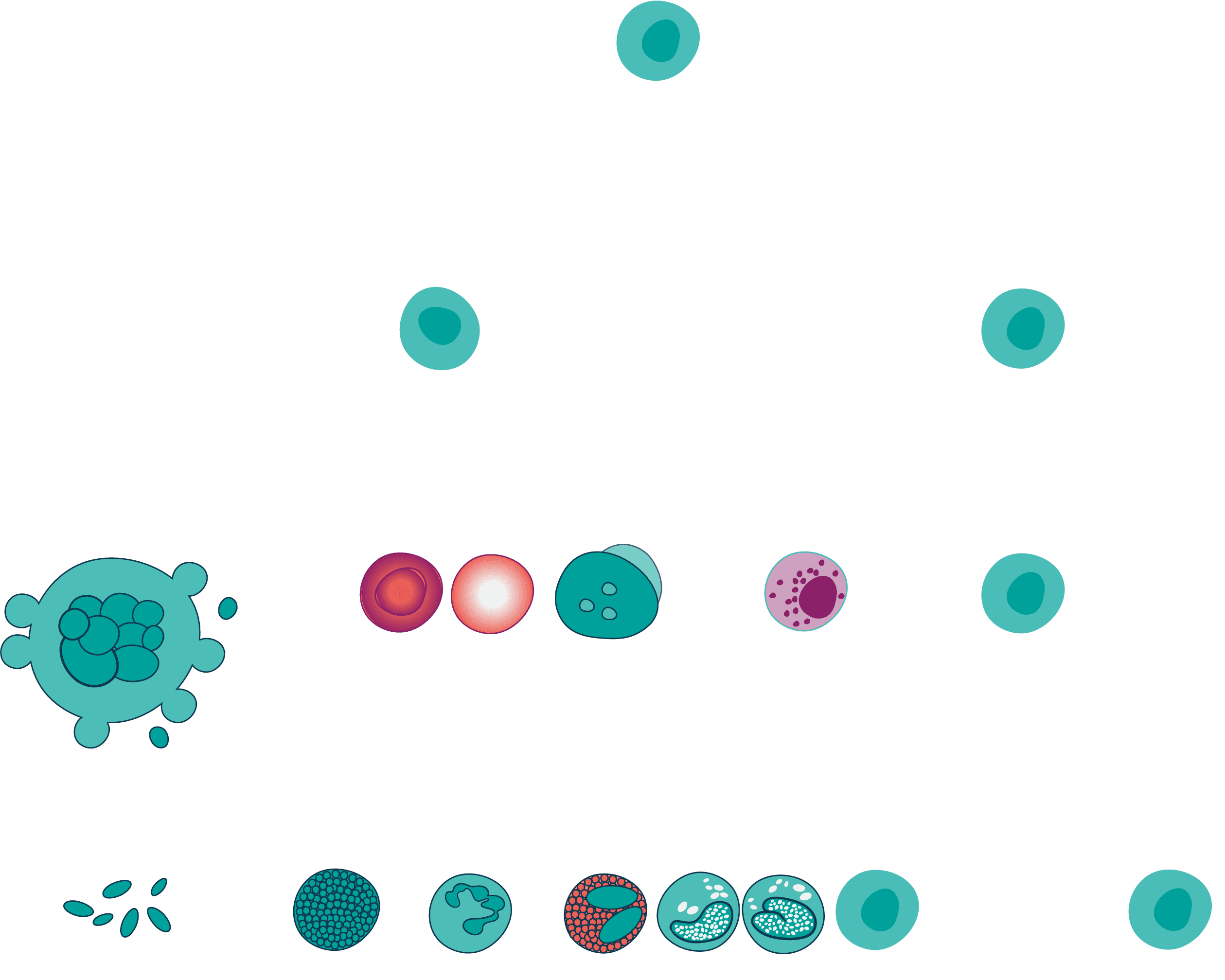 Hematopoeitic graph 2025 web