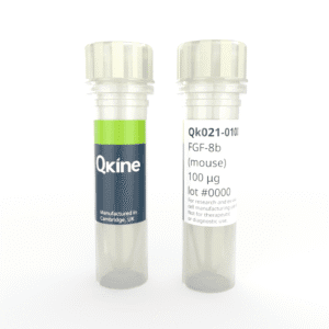 Recombinant mouse FGF-8b protein (Qk021) image