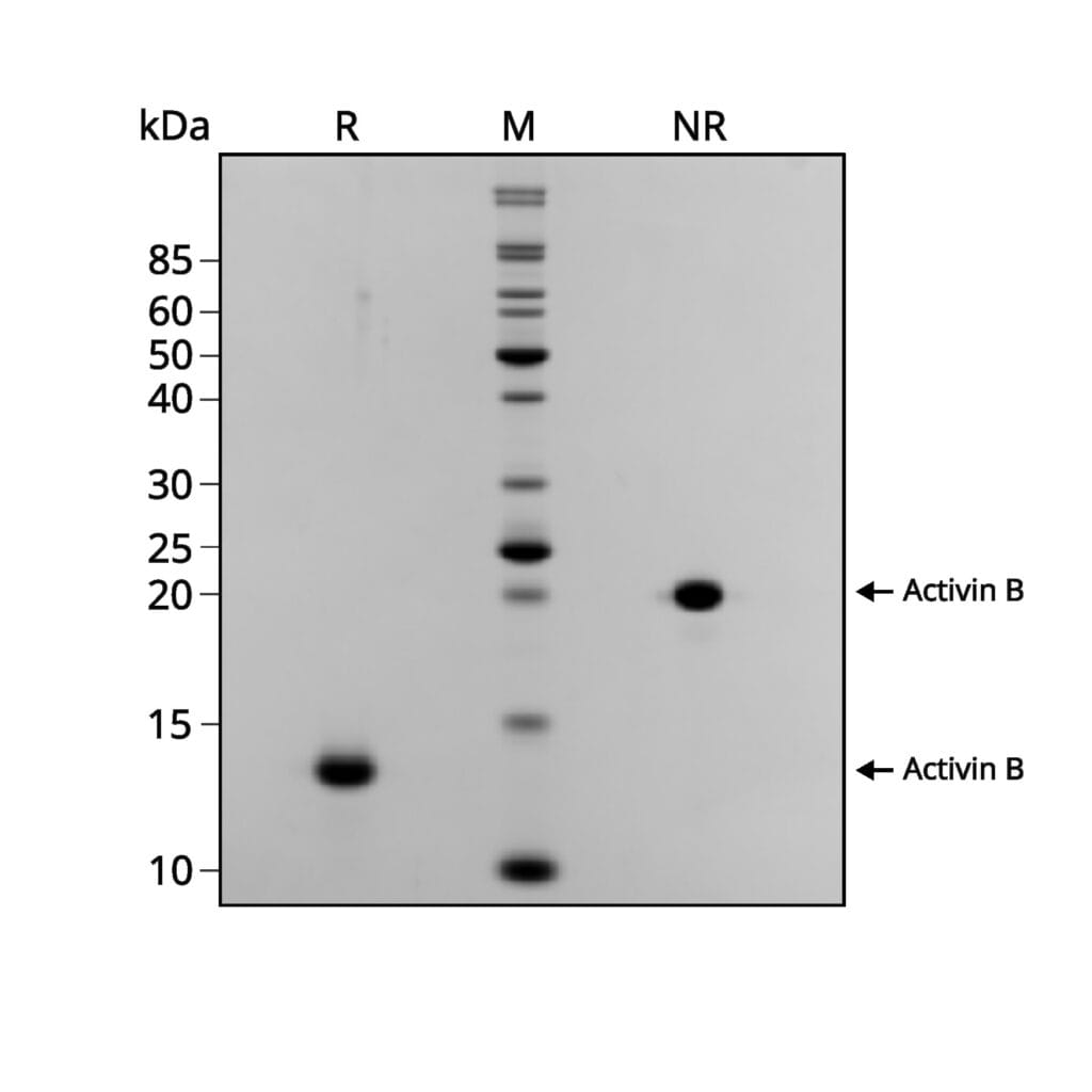 20260119 Qk024 Activin B SDS PAGE